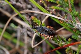 Image of <i>Rhynocoris annulatus</i>