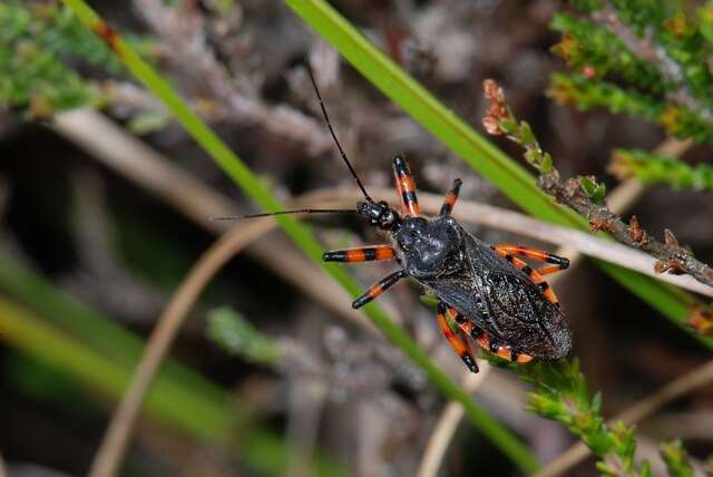 Image of <i>Rhynocoris annulatus</i>