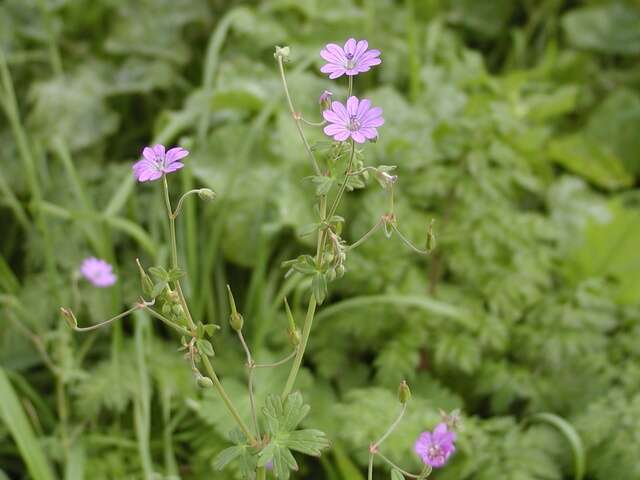 Image of hedgerow geranium