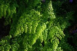 Image of Himalayan maidenhair fern