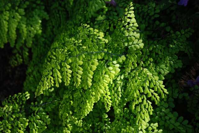 Image of Himalayan maidenhair fern