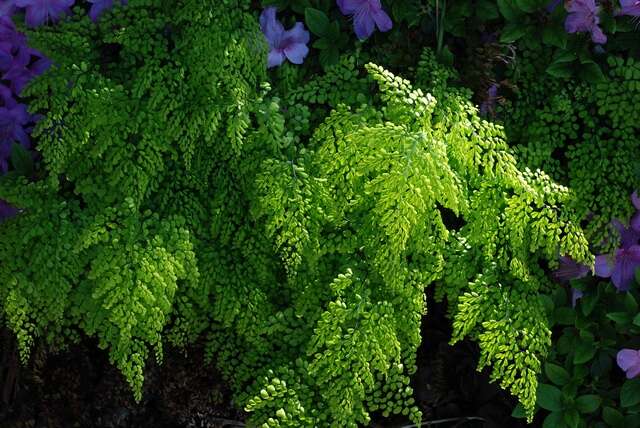 Image of Himalayan maidenhair fern