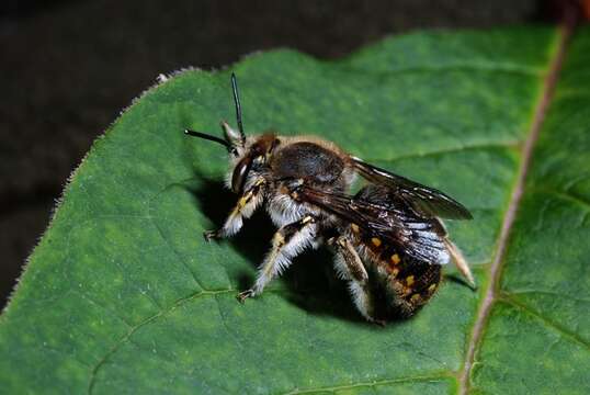 Image of Anthidium Fabricius 1804