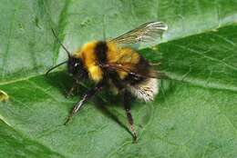 Image of honeybees, bumblebees, and relatives