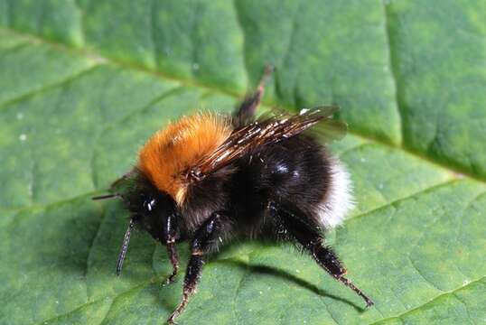 Image of honeybees, bumblebees, and relatives