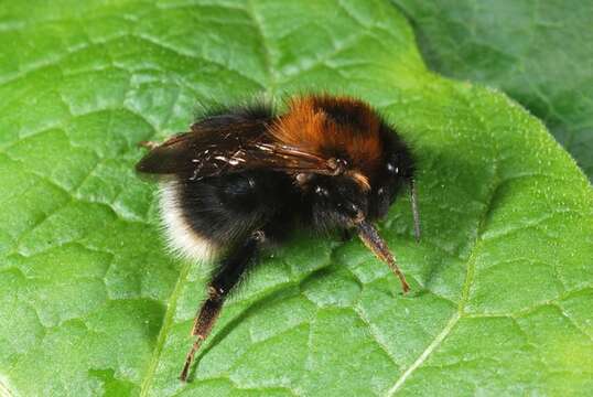 Image of honeybees, bumblebees, and relatives