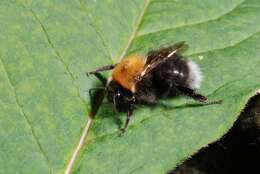 Image of honeybees, bumblebees, and relatives