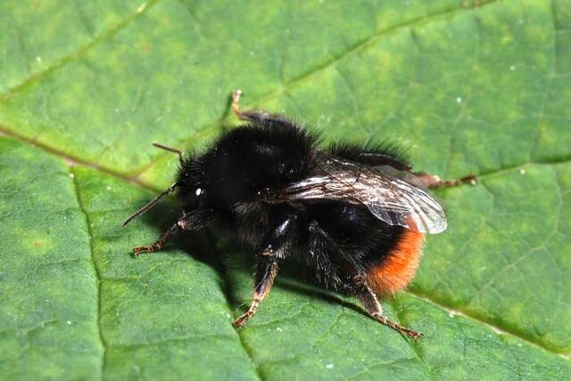 Image of honeybees, bumblebees, and relatives