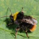 Слика од Bombus pratorum (Linnaeus 1761)