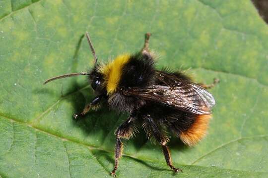 Image of honeybees, bumblebees, and relatives