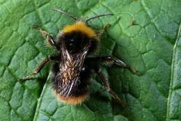 Image of honeybees, bumblebees, and relatives