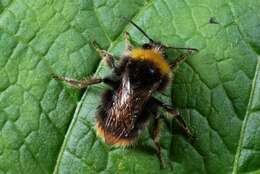 Image of honeybees, bumblebees, and relatives