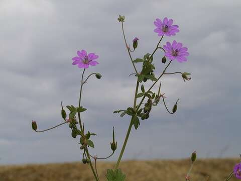 Image of hedgerow geranium