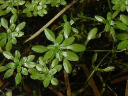 Plancia ëd Callitriche brutia subsp. hamulata (Kutz. ex Koch) O. Bolos & Vigo