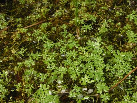 Image of narrowleaf water-starwort