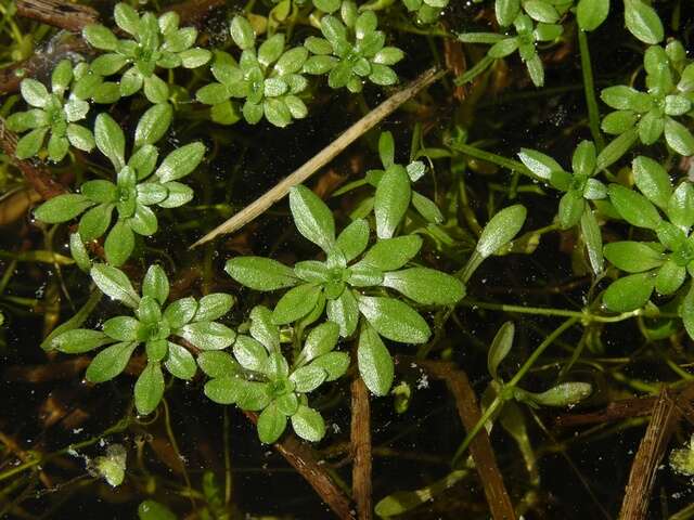 Plancia ëd Callitriche brutia subsp. hamulata (Kutz. ex Koch) O. Bolos & Vigo