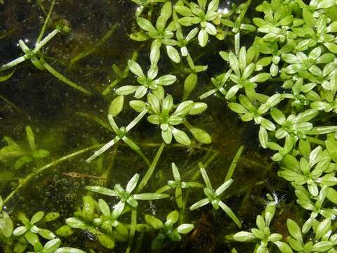 Image of narrowleaf water-starwort