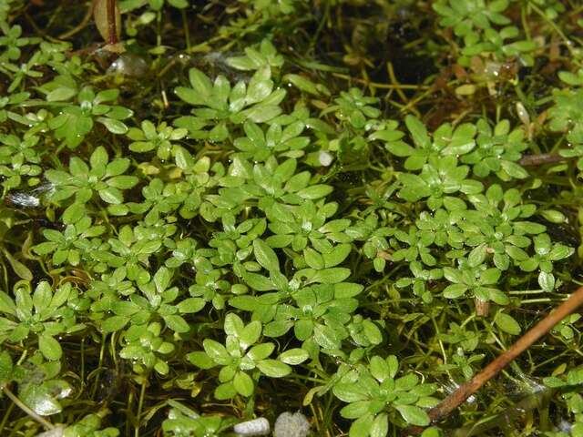 Plancia ëd Callitriche brutia subsp. hamulata (Kutz. ex Koch) O. Bolos & Vigo