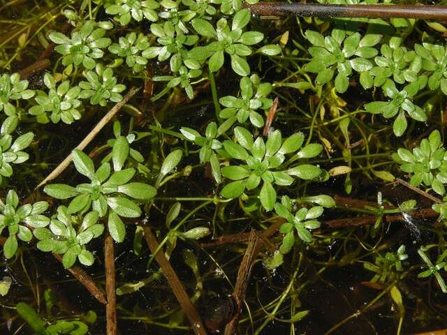 Plancia ëd Callitriche brutia subsp. hamulata (Kutz. ex Koch) O. Bolos & Vigo