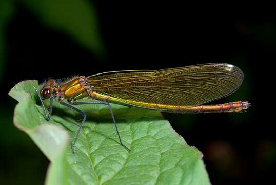 Image of Jewelwings