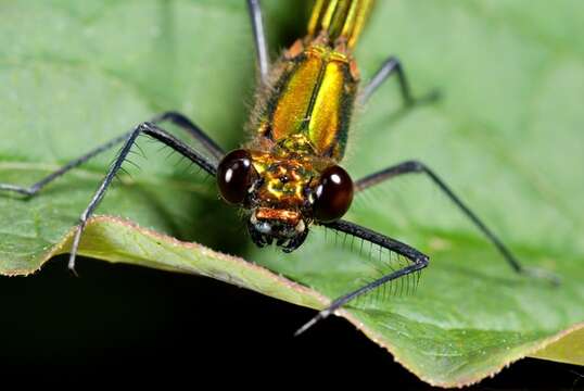 Image of Jewelwings