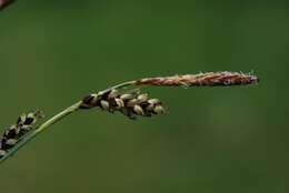 Image of carnation sedge