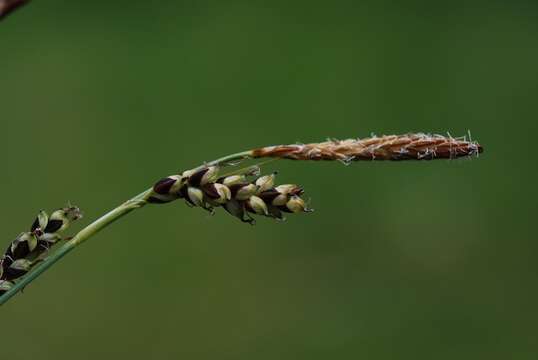 Image of carnation sedge