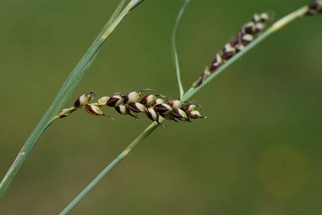 Image of carnation sedge