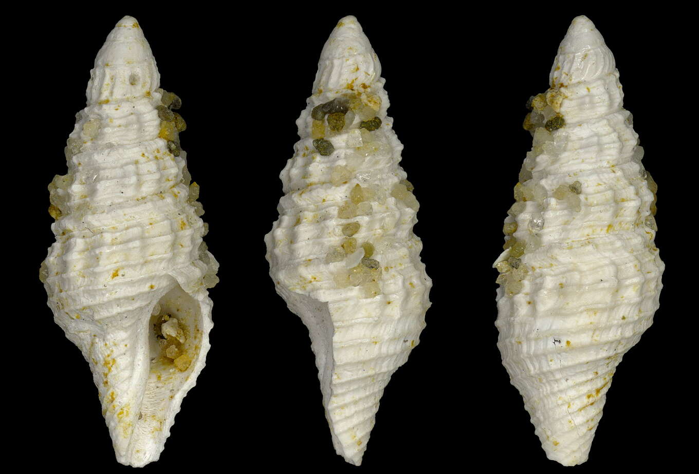 Image of Crassispira mausseneti