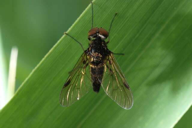 Image of Chrysopilus
