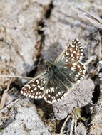 Image of Grizzled skipper