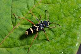 Image of Clytus