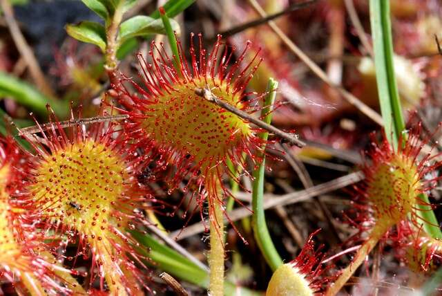 Image of Sundews