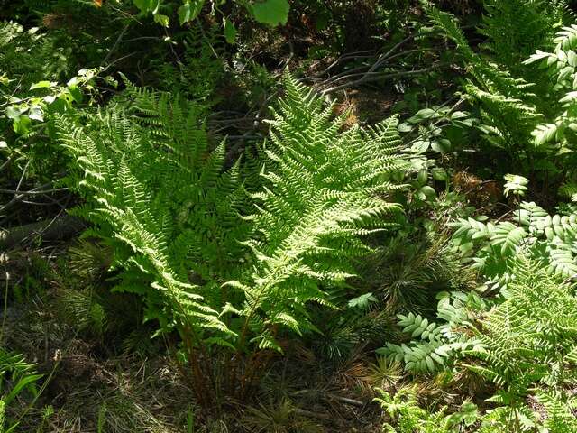 Image of broad buckler-fern