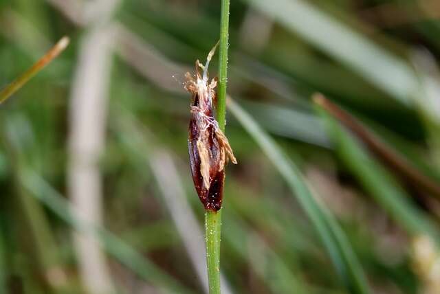 Imagem de Eleocharis quinqueflora (Hartmann) O. Schwarz