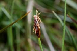 Imagem de Eleocharis quinqueflora (Hartmann) O. Schwarz