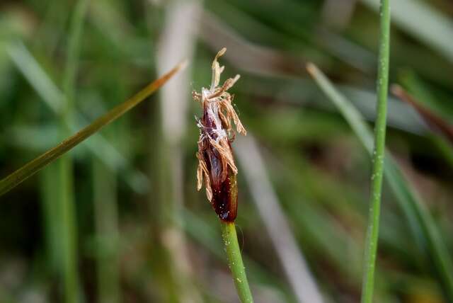 Imagem de Eleocharis quinqueflora (Hartmann) O. Schwarz