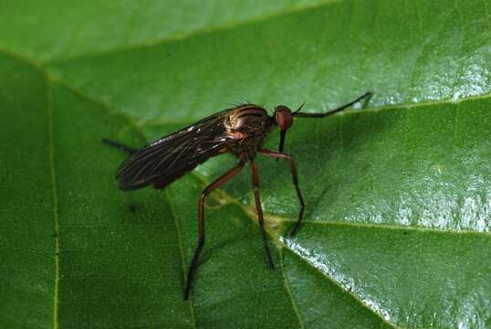 Image of Empis