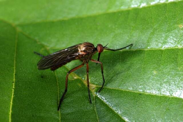 Image of Empis