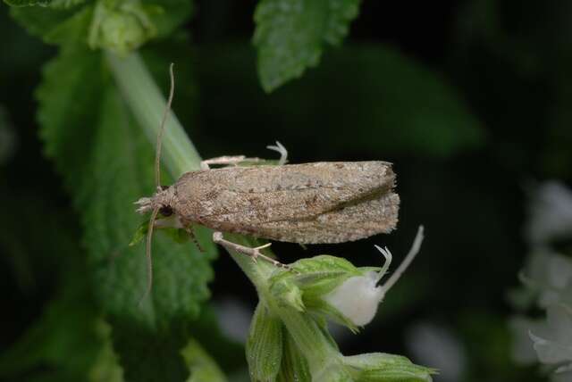 Image of Epiblema grandaevana Zeller 1846