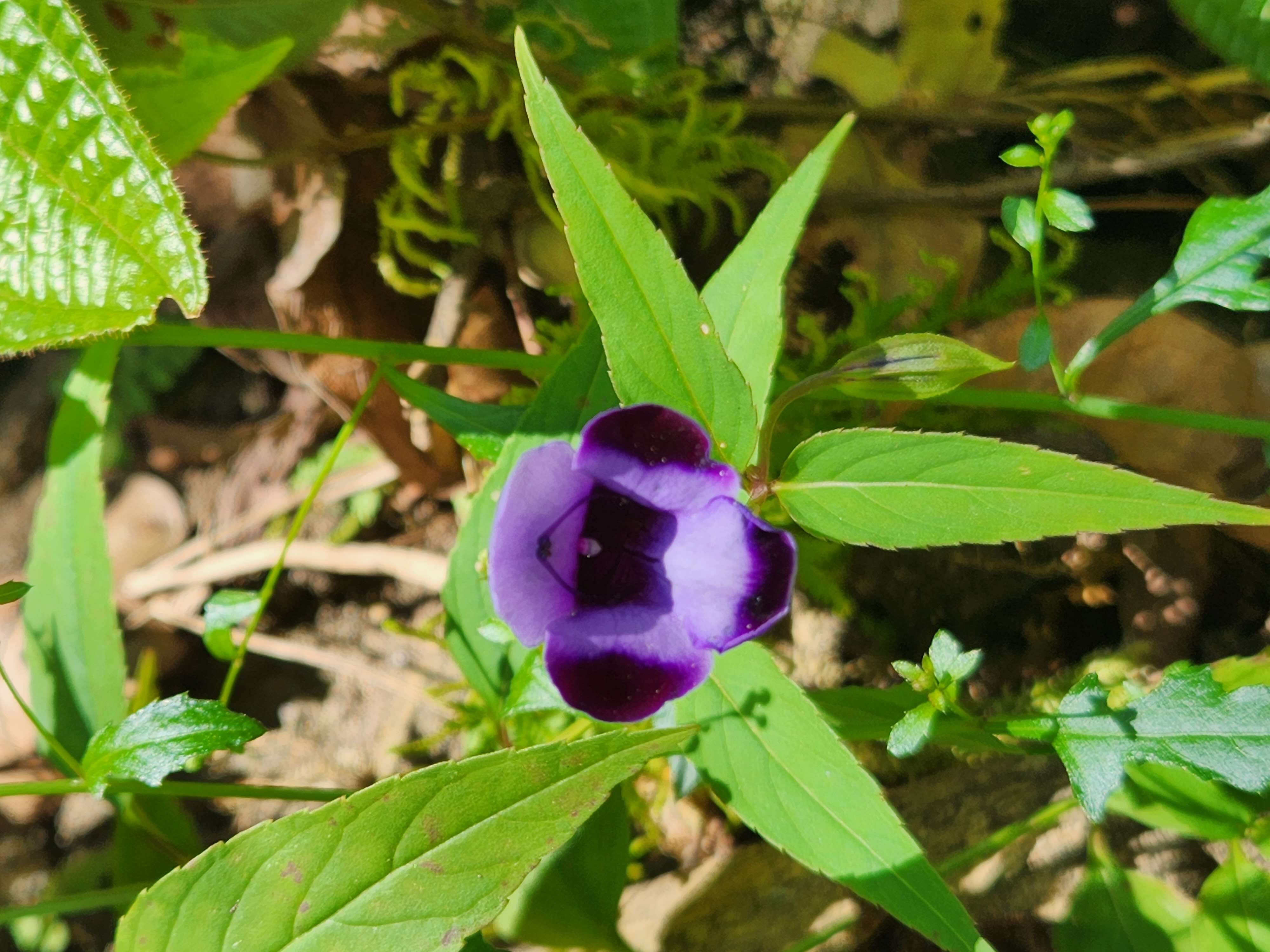 Image de Linderniaceae