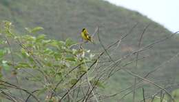 Image of Hooded Siskin