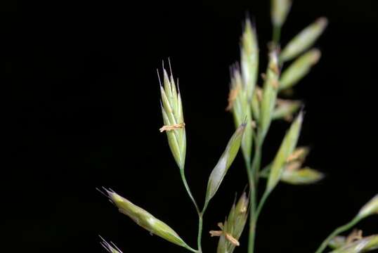 Image of fescue