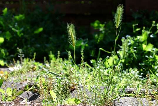 Image of barley