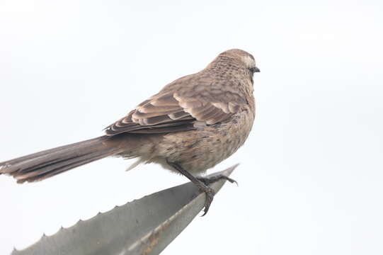 Image of Long-tailed Mockingbird