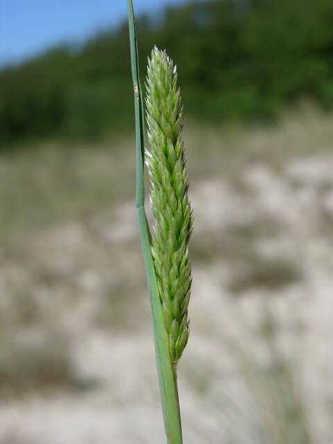 Image of Junegrass