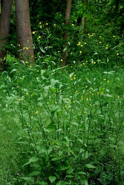 Image of nipplewort