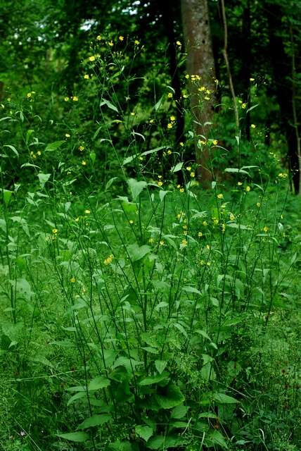 Image of nipplewort