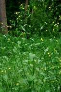 Image of nipplewort