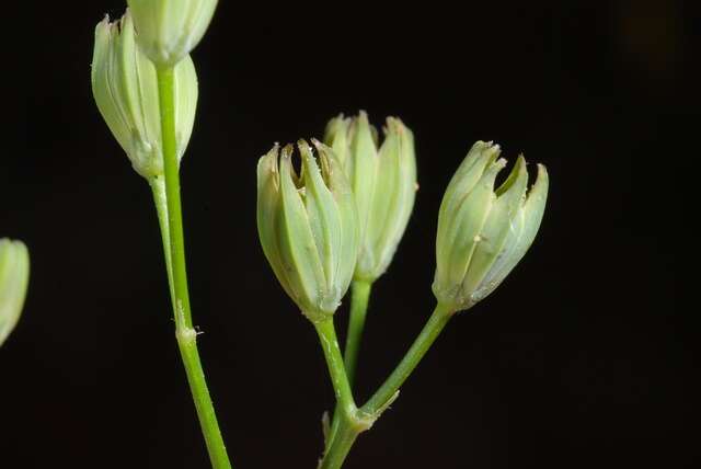 Image of nipplewort